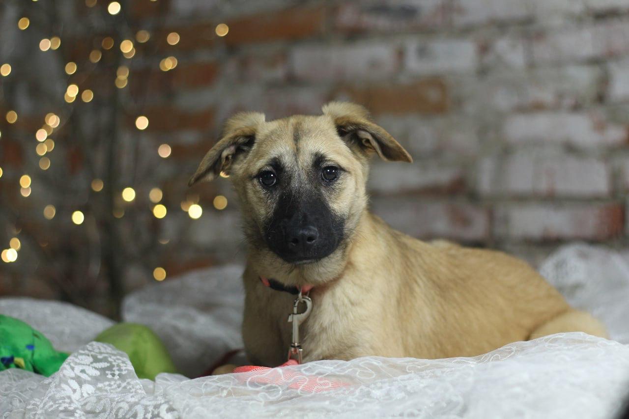 Chiens à adopter